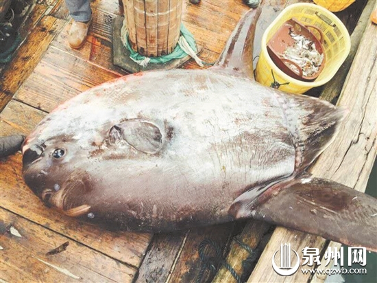 渔民捕获的“翻车鱼”重逾150公斤