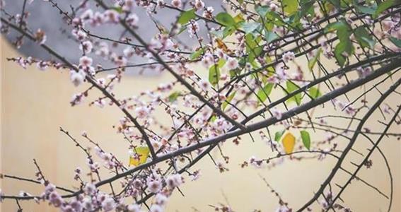 花期如约而至 许你满城春色
