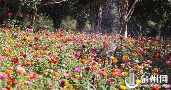 周末邂逅 泉州市丰泽区百日菊花海与您相约