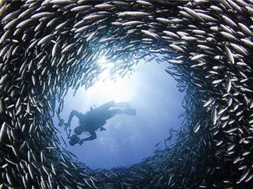 加摄影师拍海狮穿行鱼群隧道掠食(组图)